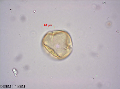 ISEM 1/Acharia_tragodes_14120/Acharia_tragodes_14120_0001(copy)_thumb.jpg